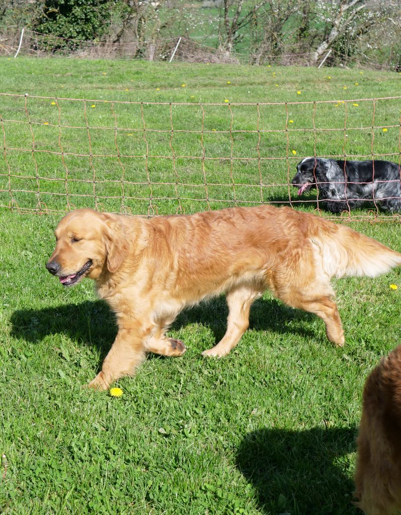 Punch coco ambré Des Amours Du Champ Dore