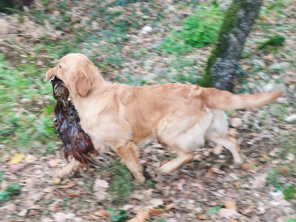 Punch coco ambré Des Amours Du Champ Dore