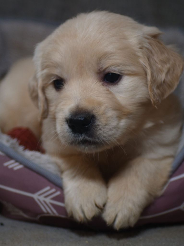 de la rivière d'opale - Chiot disponible  - Golden Retriever