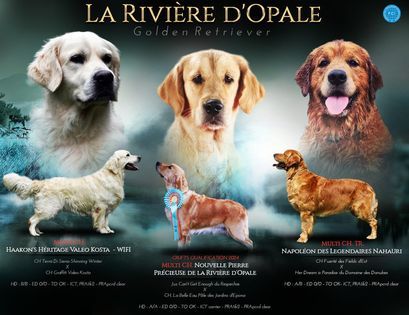 chiot Golden Retriever de la rivière d'opale