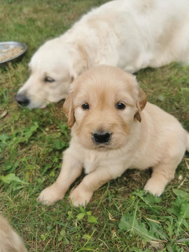 chiot Golden Retriever de la rivière d'opale