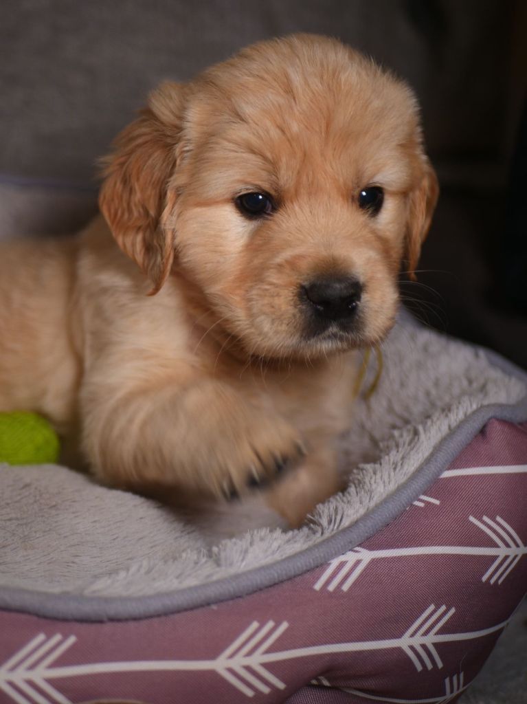 de la rivière d'opale - Chiot disponible  - Golden Retriever