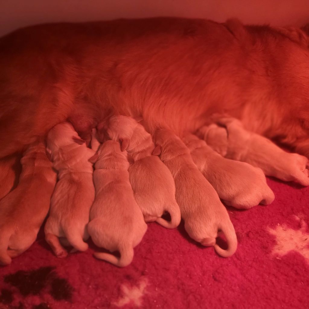 chiot Golden Retriever de la rivière d'opale