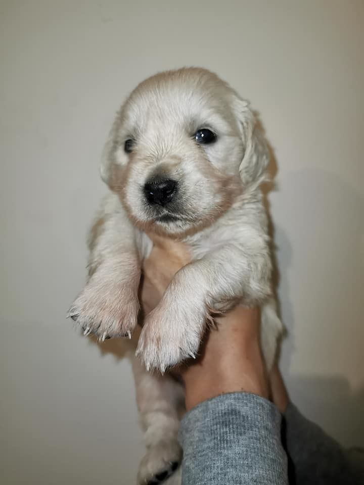 chiot Golden Retriever de la rivière d'opale