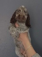 de la rivière d'opale - Cocker Spaniel Anglais - Portée née le 18/08/2016