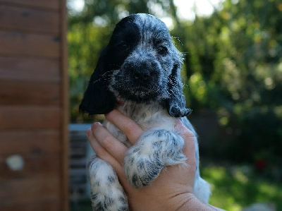 de la rivière d'opale - Cocker Spaniel Anglais - Portée née le 07/09/2022