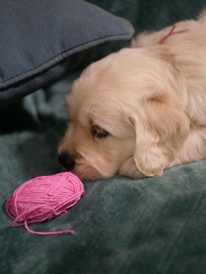 Femelle sable (collier rose)