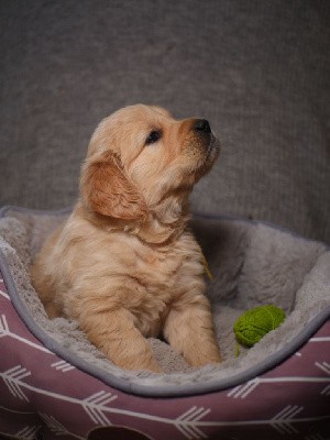 GROOT (collier vert) 