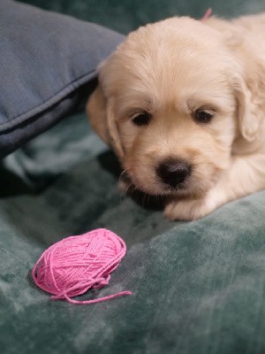 Femelle sable (collier rose)