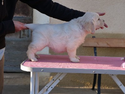 Femelle sable (collier rose)