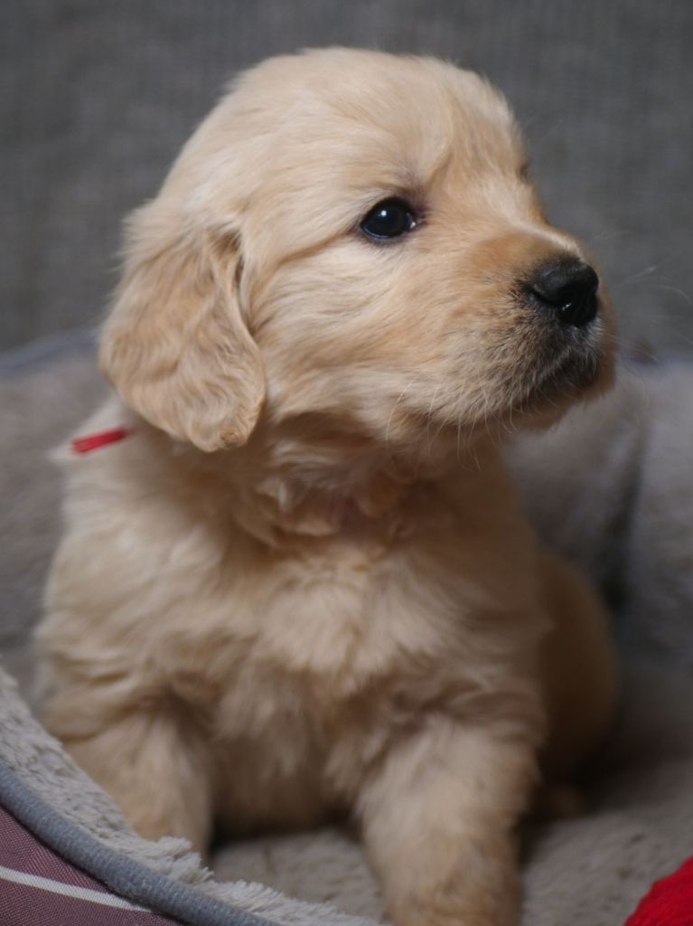 de la rivière d'opale - Chiot disponible  - Golden Retriever