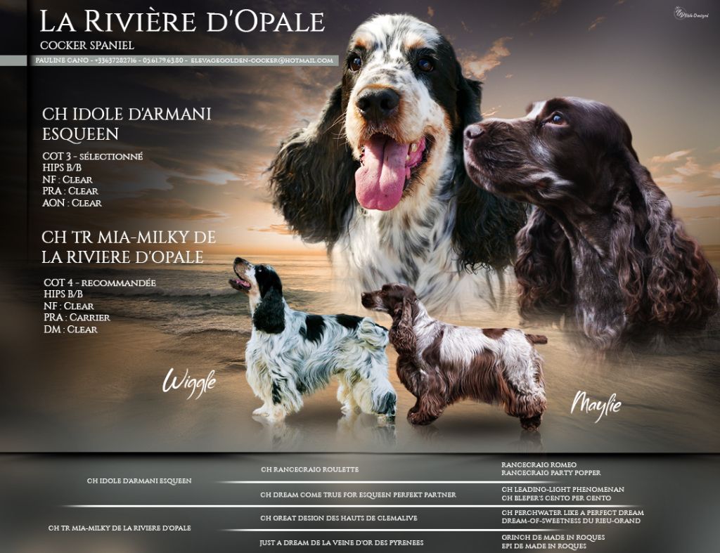 chiot Cocker Spaniel Anglais de la rivière d'opale