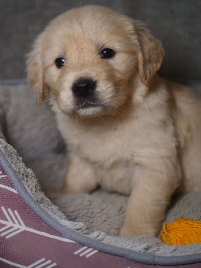 de la rivière d'opale - Chiot disponible  - Golden Retriever