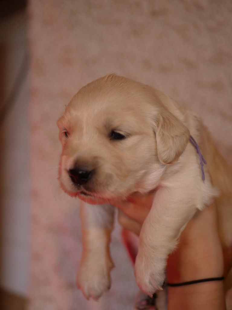 de la rivière d'opale - Chiot disponible  - Golden Retriever