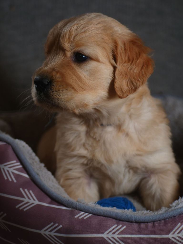 de la rivière d'opale - Chiot disponible  - Golden Retriever