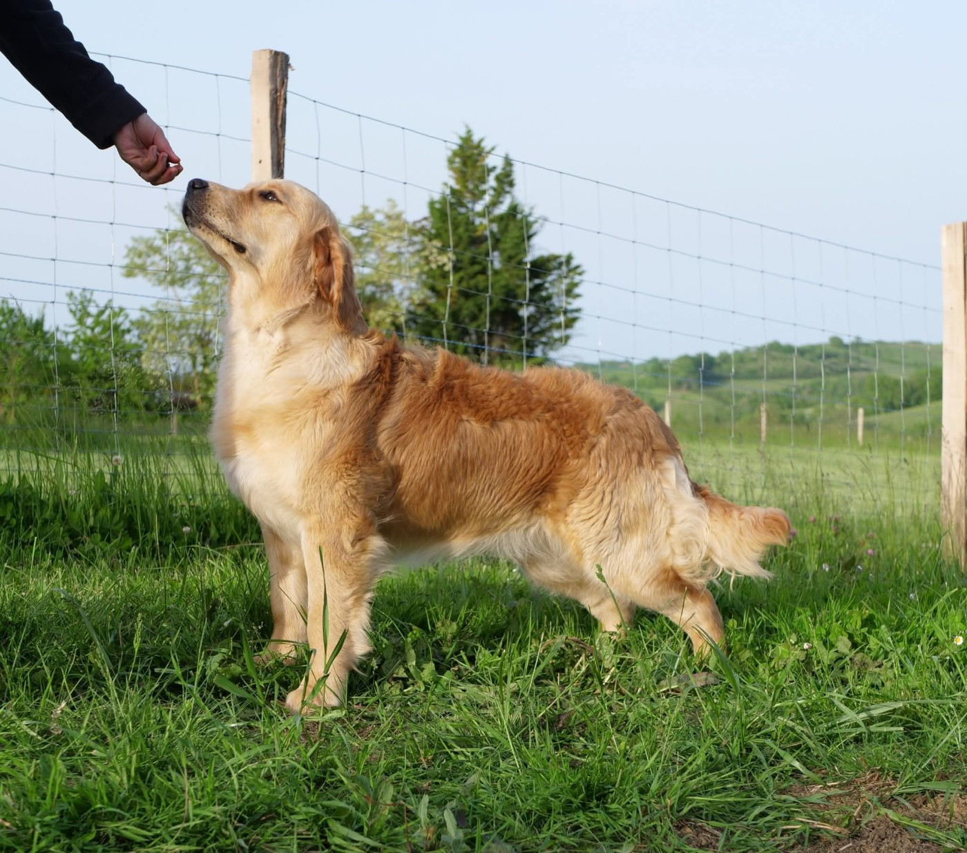 Volcanic Bomb de la rivière d'opale