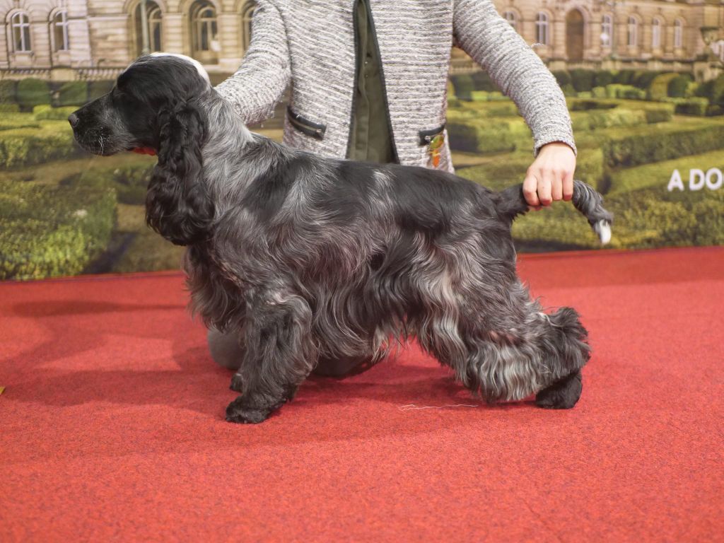 della fiumana Mr important