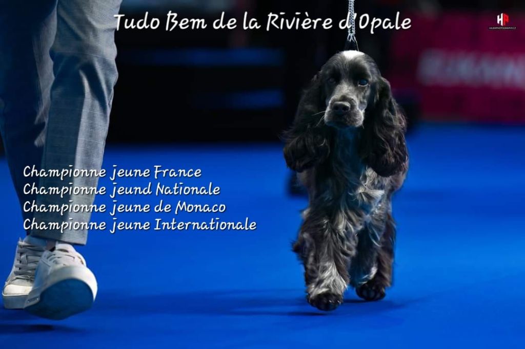 CH. Tudo bem de la rivière d'opale