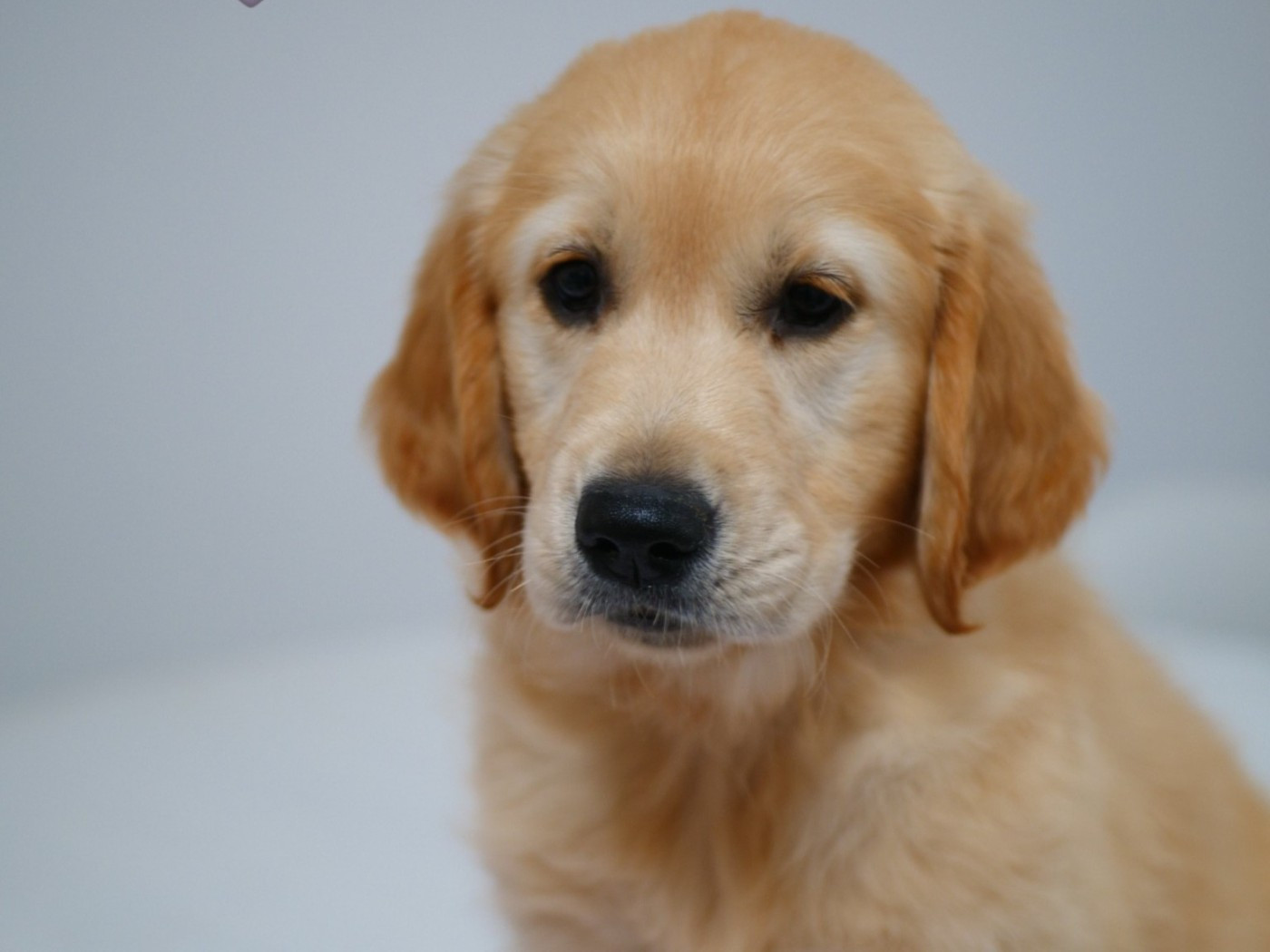 X Plus de chiots disponibles X