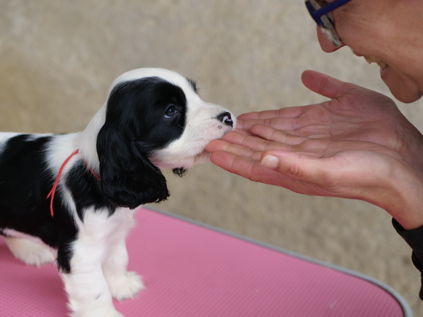 Naissance début MARS 2026 !