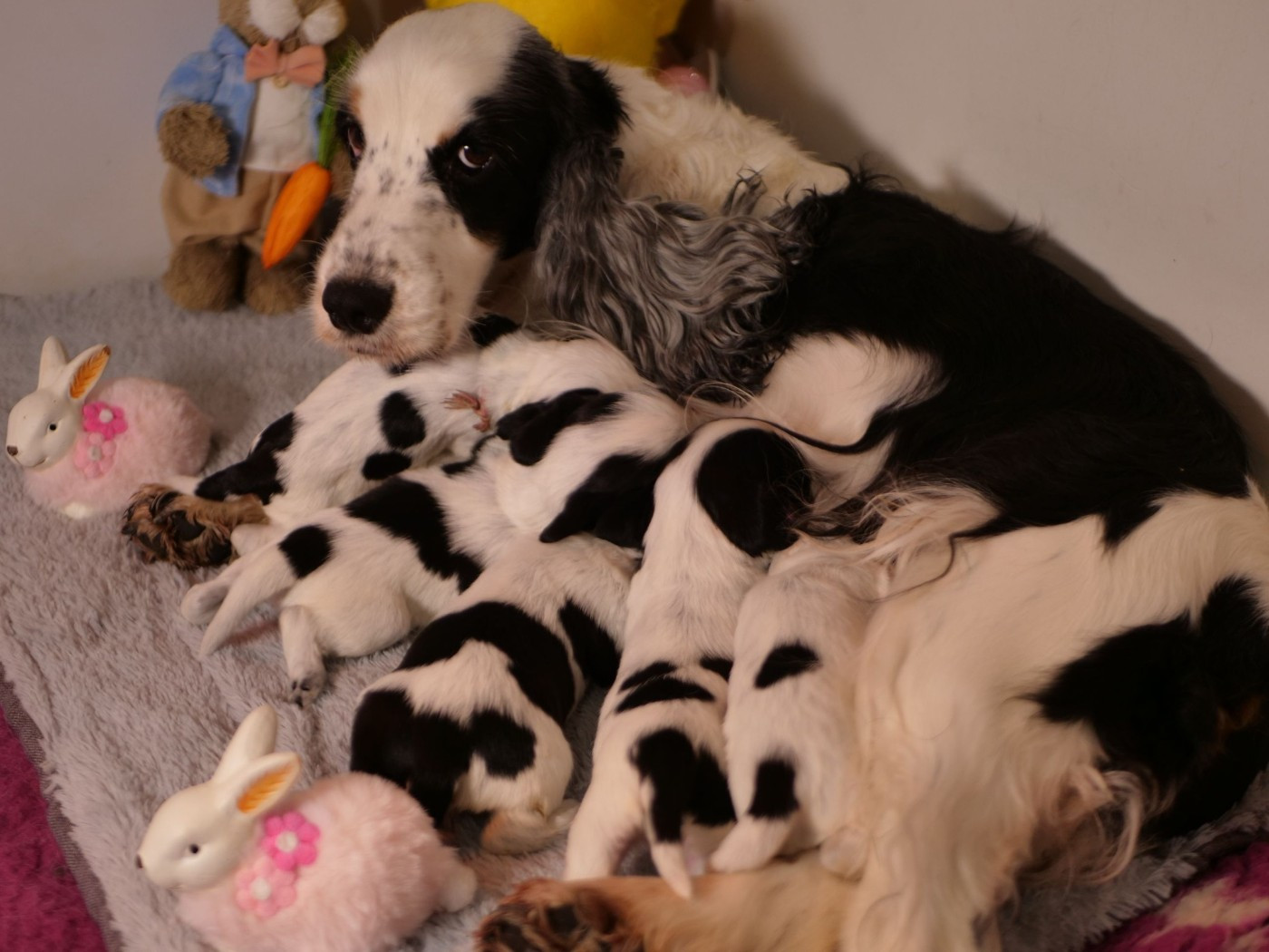 2 CHIOTS DISPONIBLES à partir du 21 MAI
