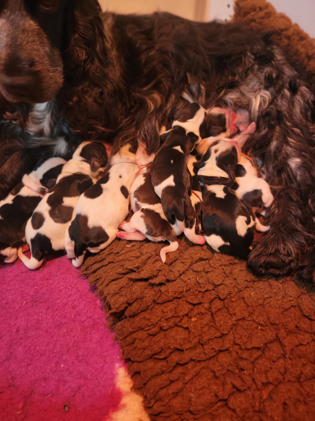 NAISSANCE mi MAI : Skyla X Tyler