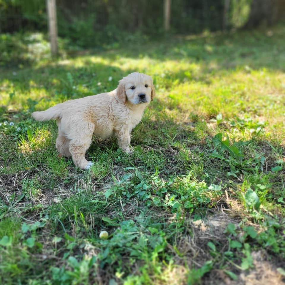 NAISSANCE FIN MAI - Obsidienne & Ursule