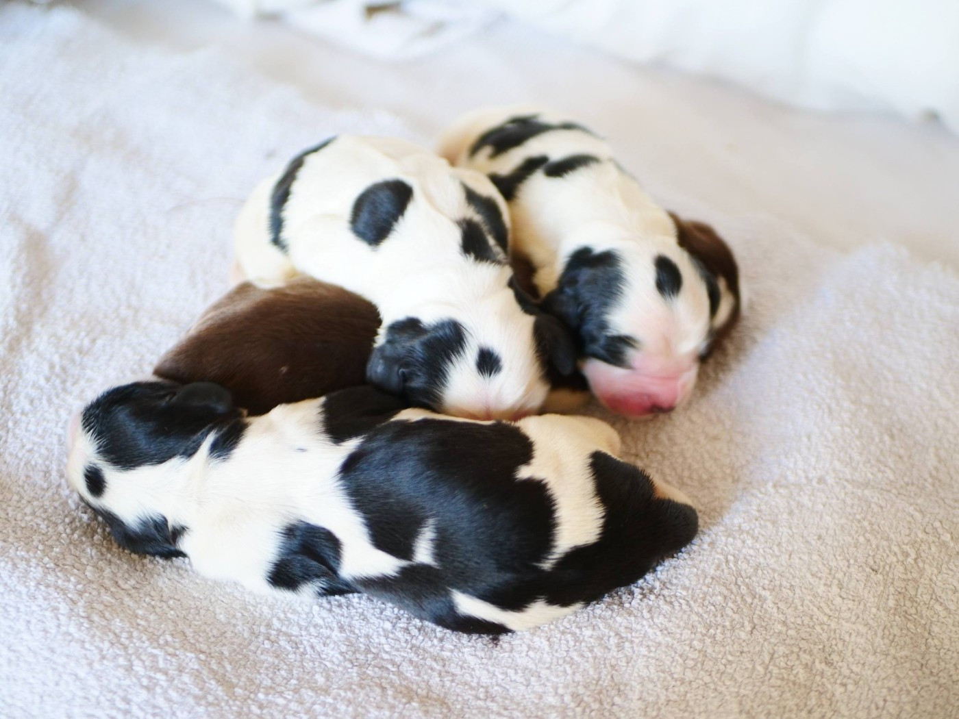 Les chiots de Skyla sont nés !