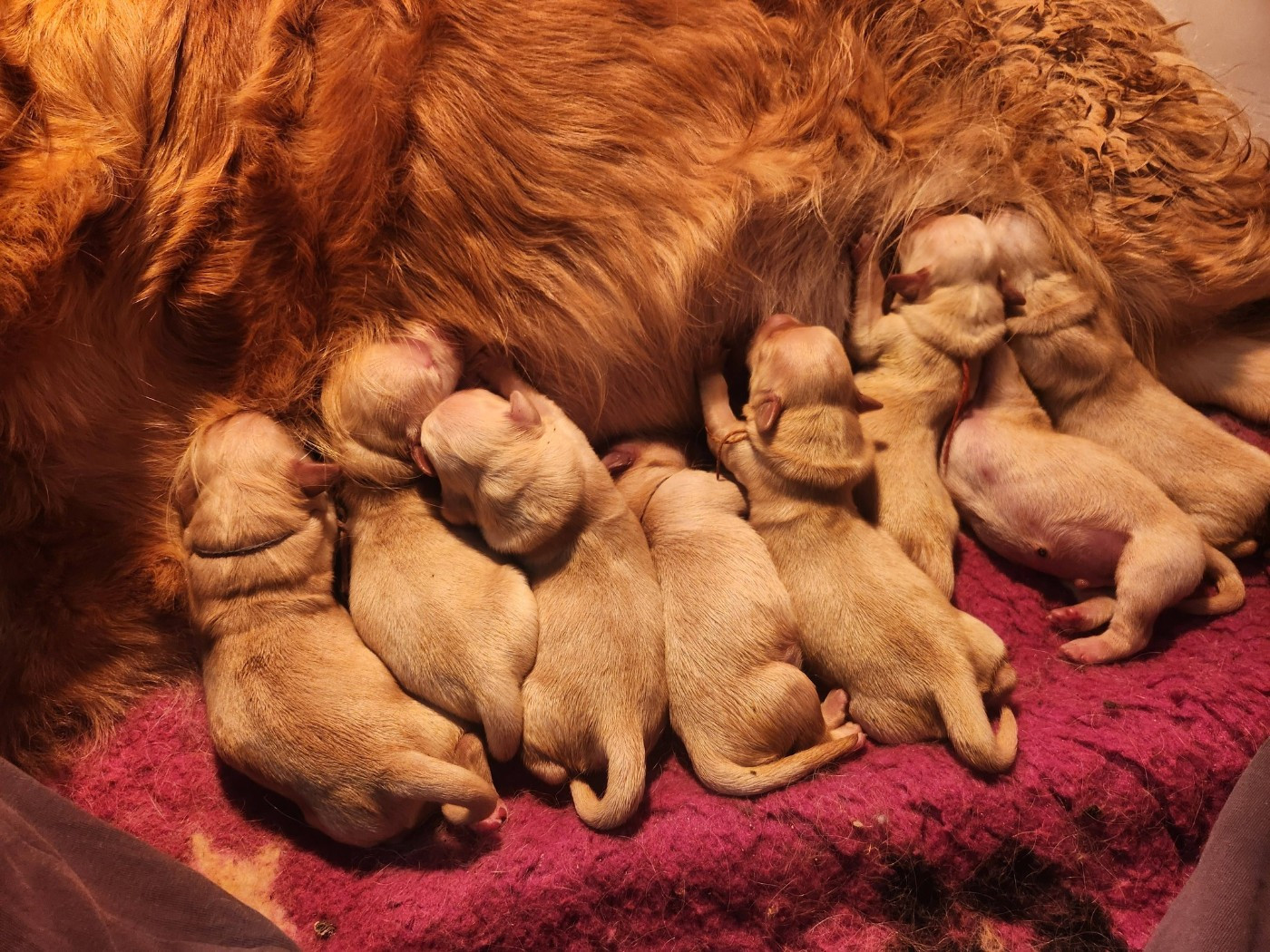CHIOT DISPONIBLES A LA RESERVATION