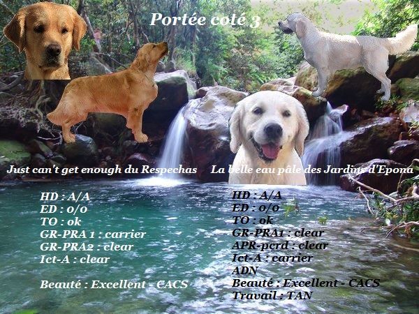 Portée Opale x Jacob