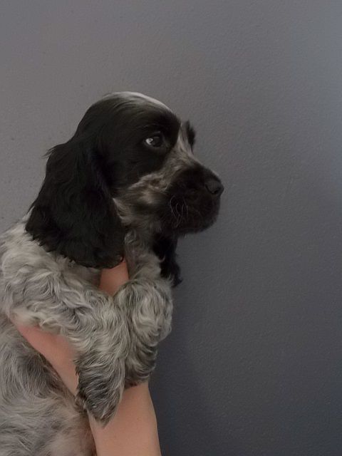 de la rivière d'opale - Cocker Spaniel Anglais - Portée née le 18/08/2016