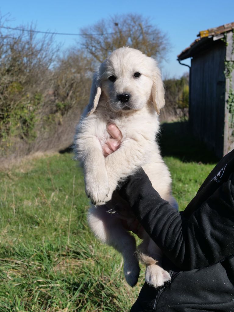 de la rivière d'opale - Chiots disponibles - Golden Retriever