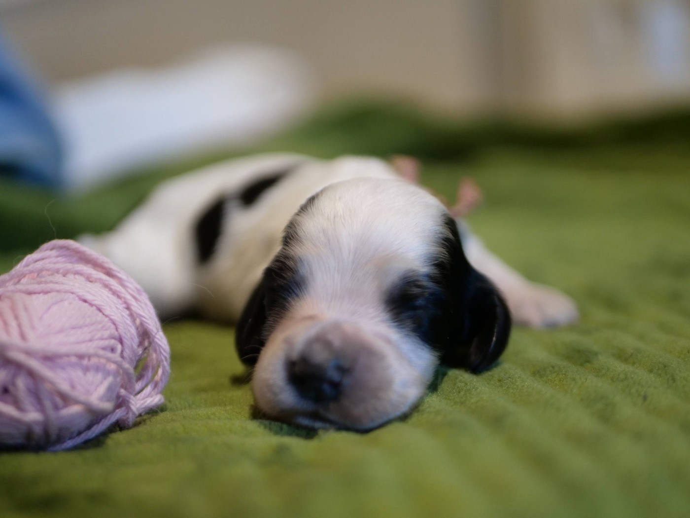 de la rivière d'opale - Chiots disponibles - Cocker Spaniel Anglais