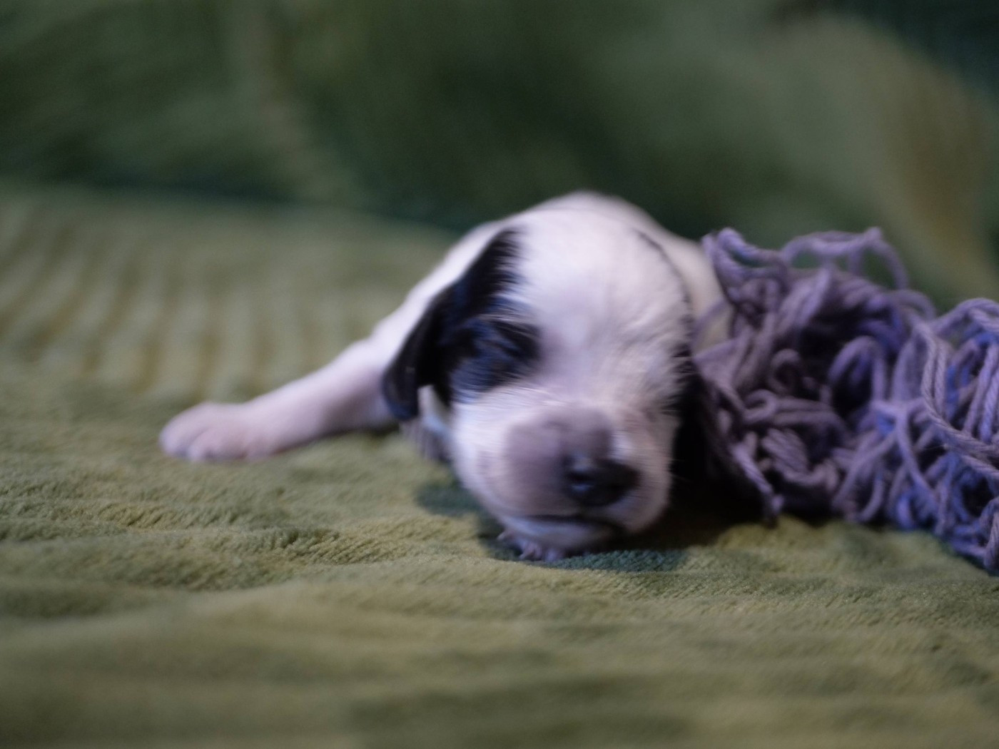 de la rivière d'opale - Chiots disponibles - Cocker Spaniel Anglais