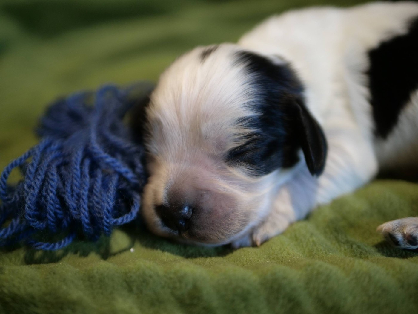 de la rivière d'opale - Chiots disponibles - Cocker Spaniel Anglais