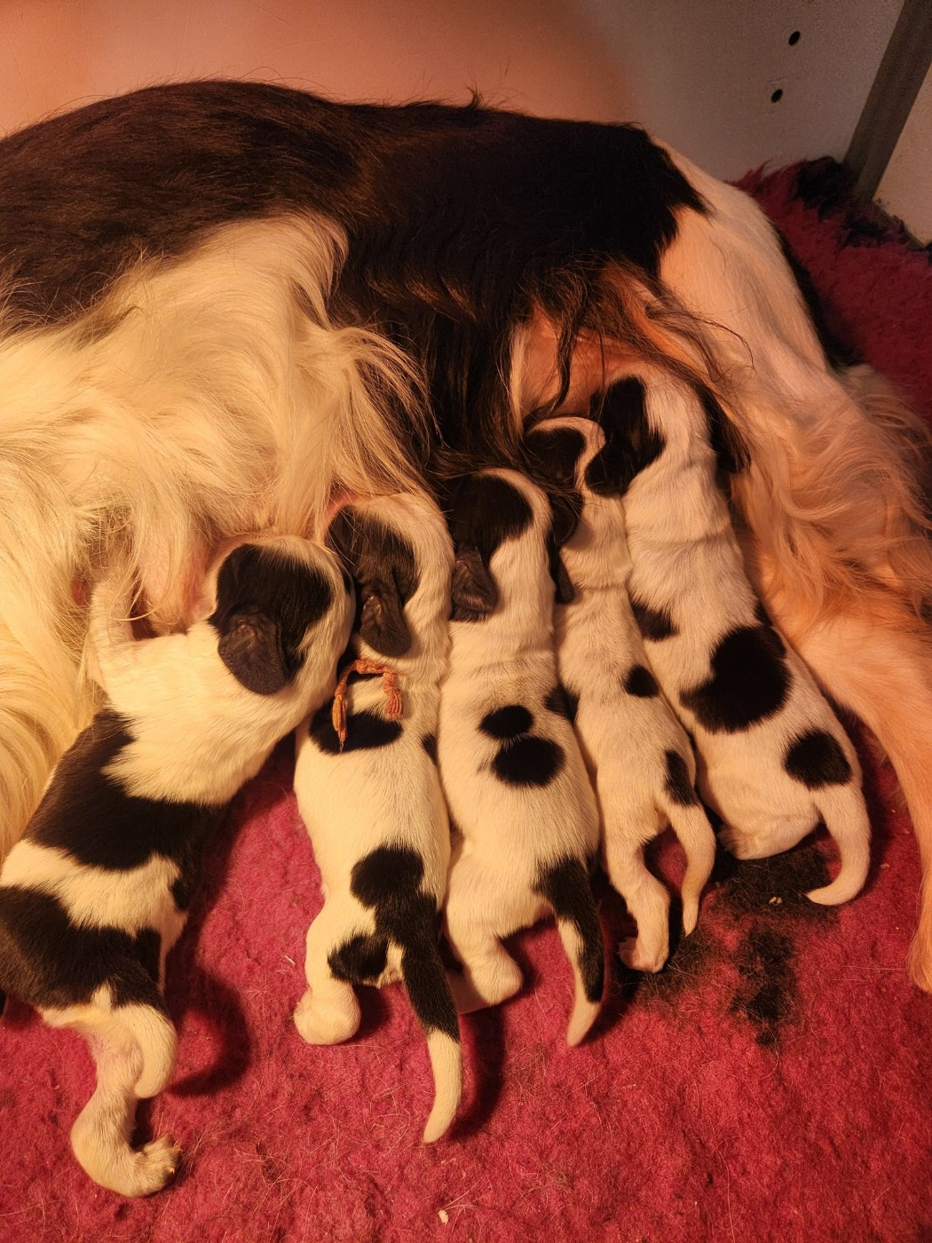 de la rivière d'opale - Cocker Spaniel Anglais - Portée née le 12/03/2026