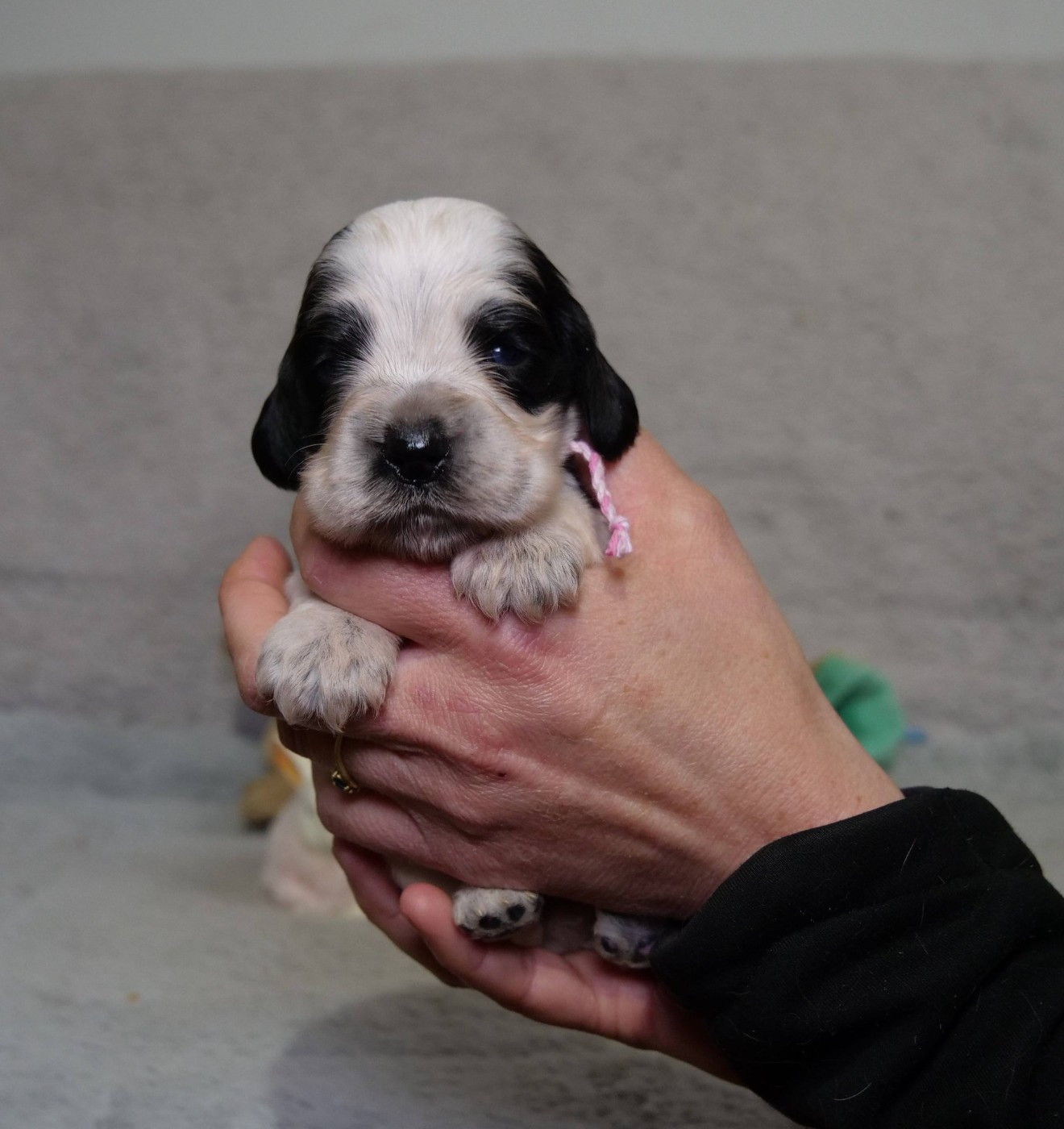 de la rivière d'opale - Chiots disponibles - Cocker Spaniel Anglais