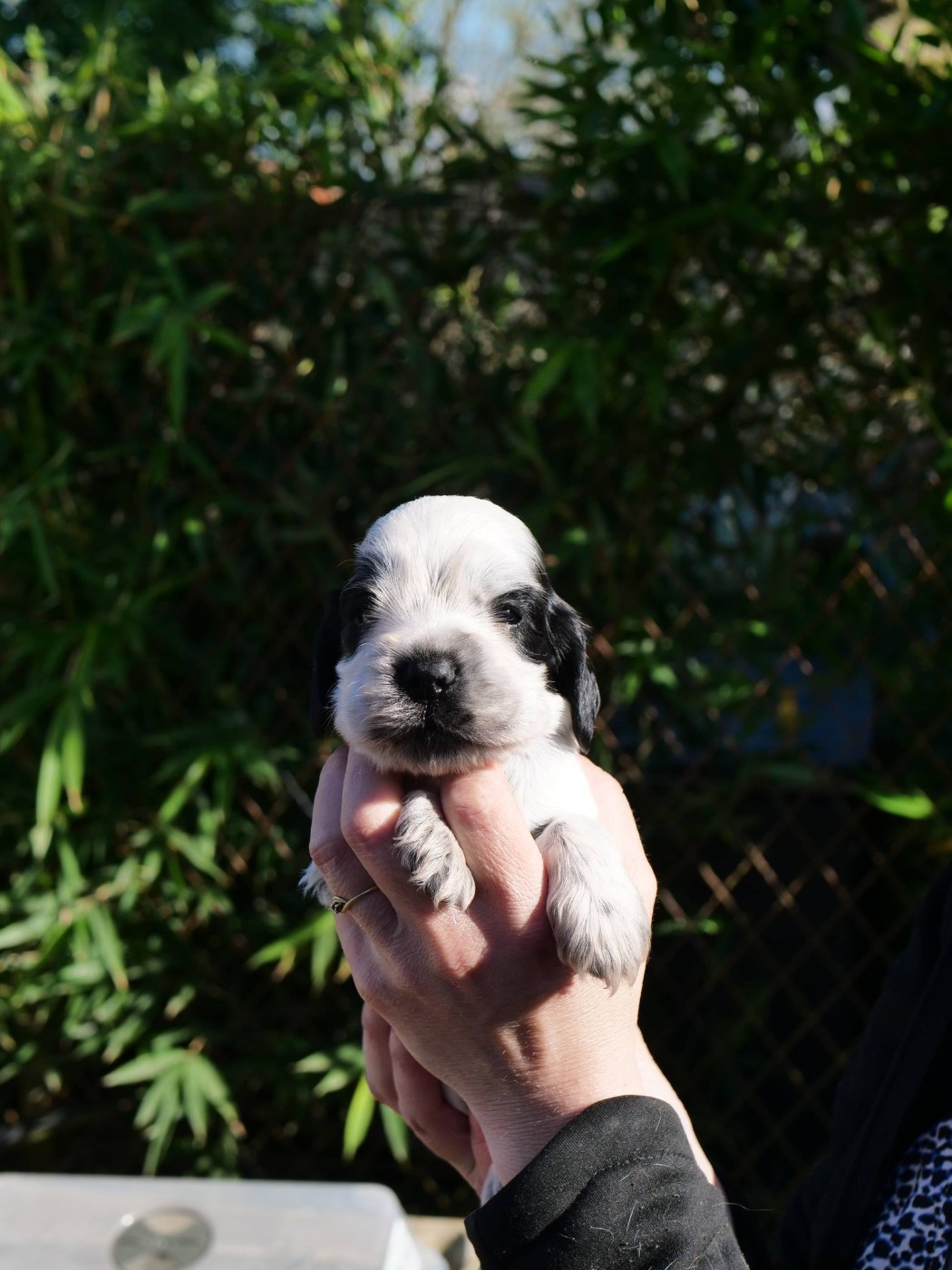 de la rivière d'opale - Chiots disponibles - Cocker Spaniel Anglais