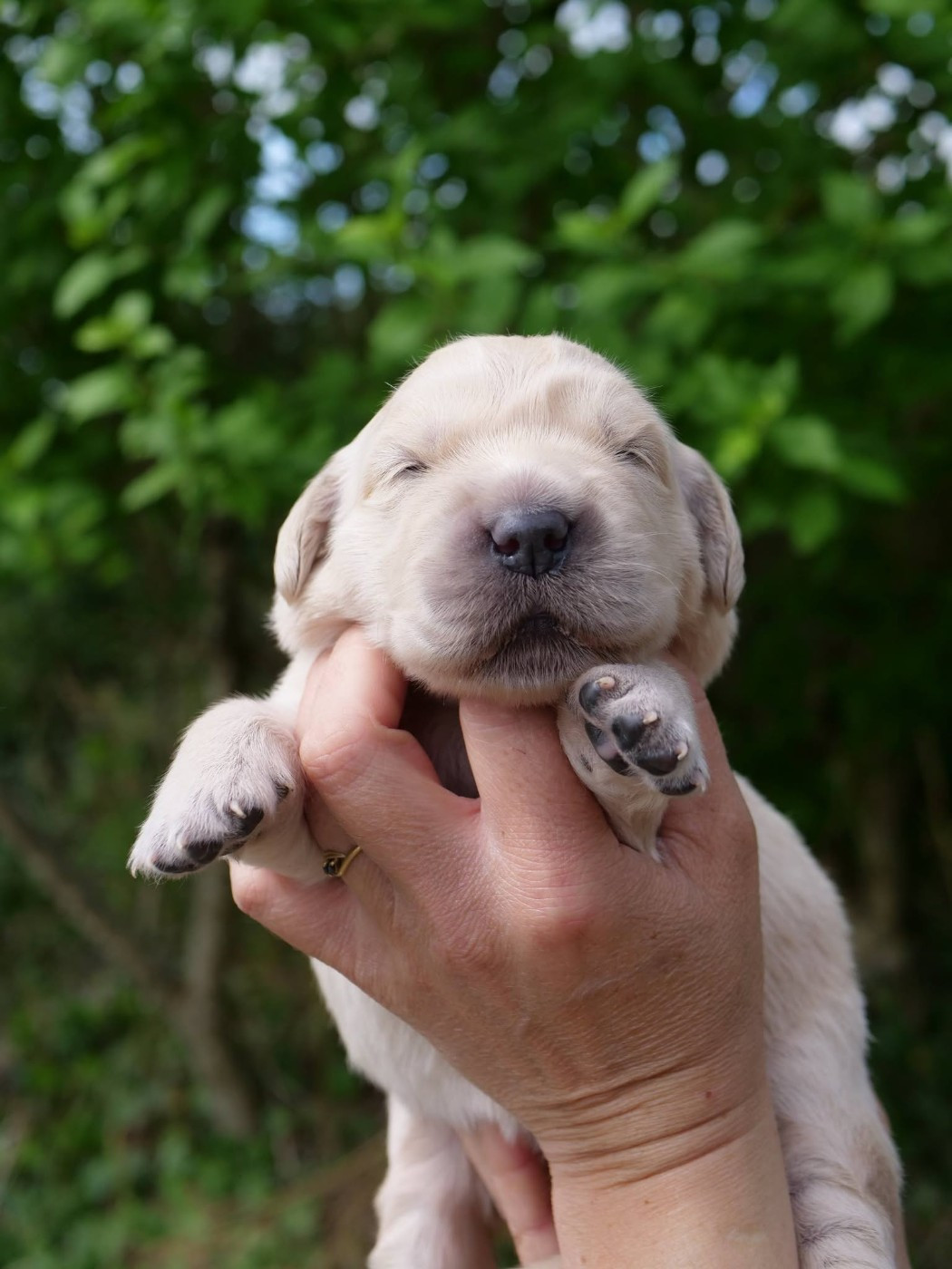 de la rivière d'opale - Chiots disponibles - Golden Retriever