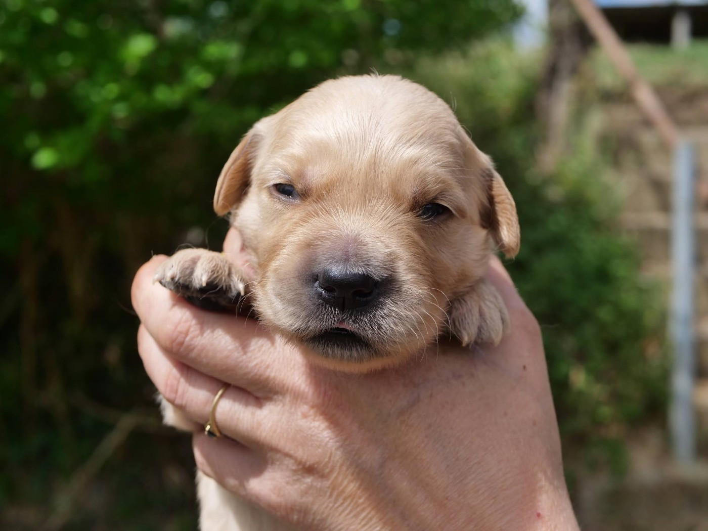 de la rivière d'opale - Chiots disponibles - Golden Retriever