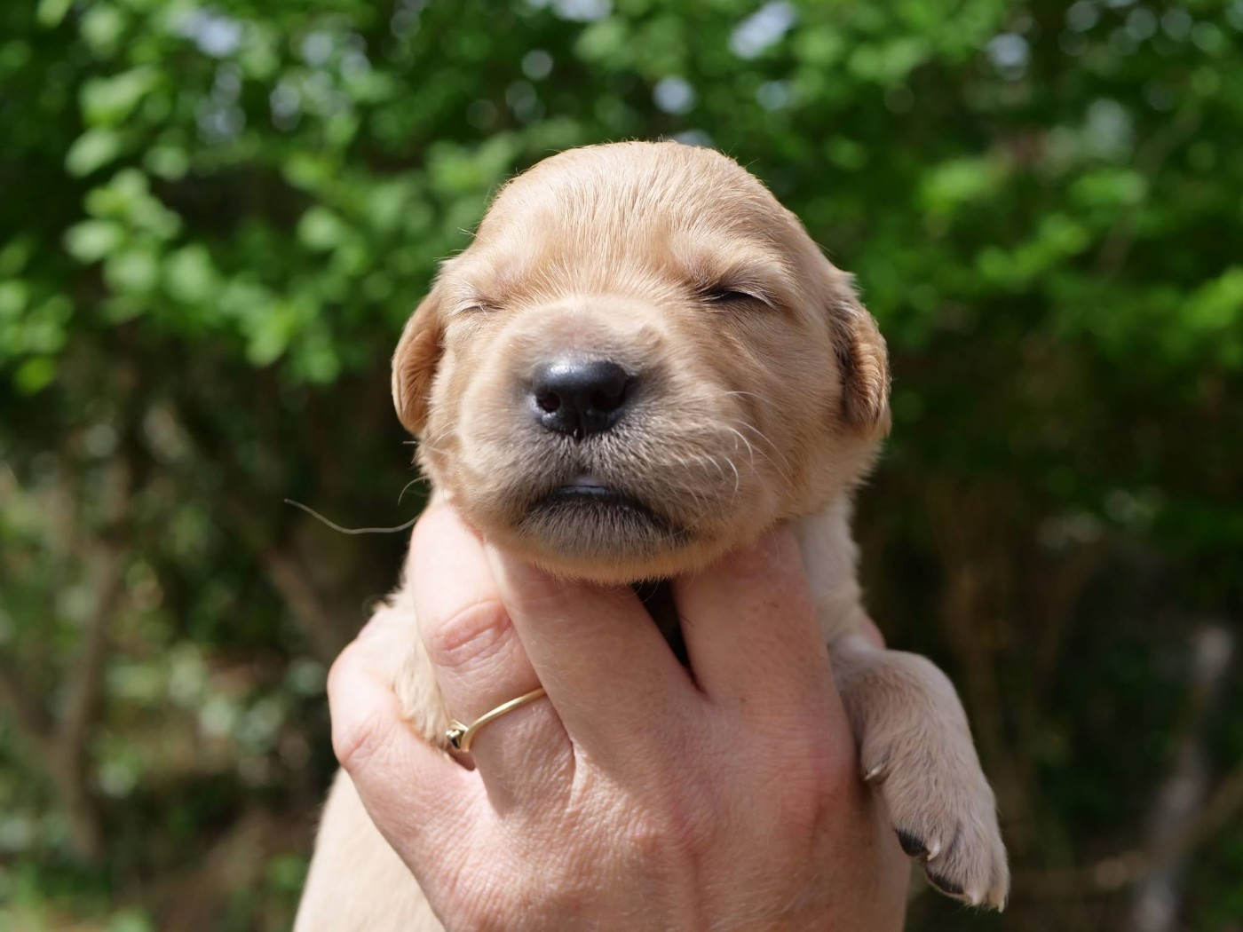 de la rivière d'opale - Chiots disponibles - Golden Retriever