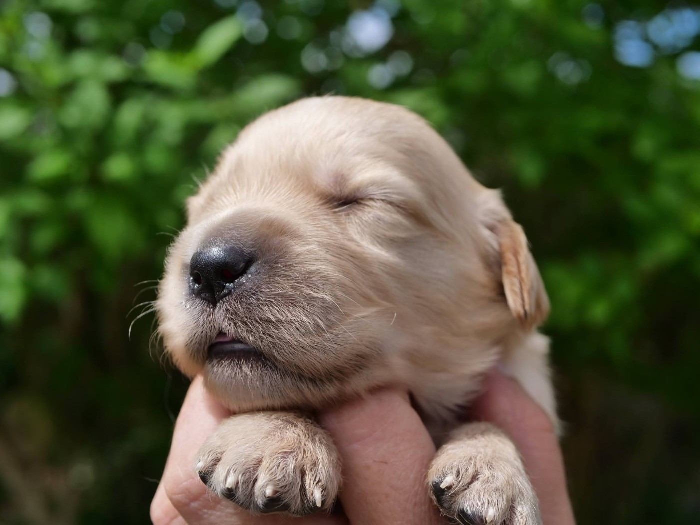 de la rivière d'opale - Chiots disponibles - Golden Retriever