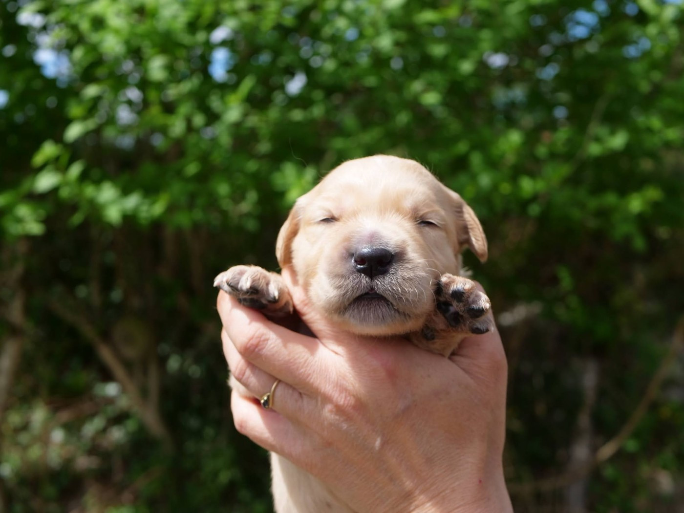 de la rivière d'opale - Chiots disponibles - Golden Retriever