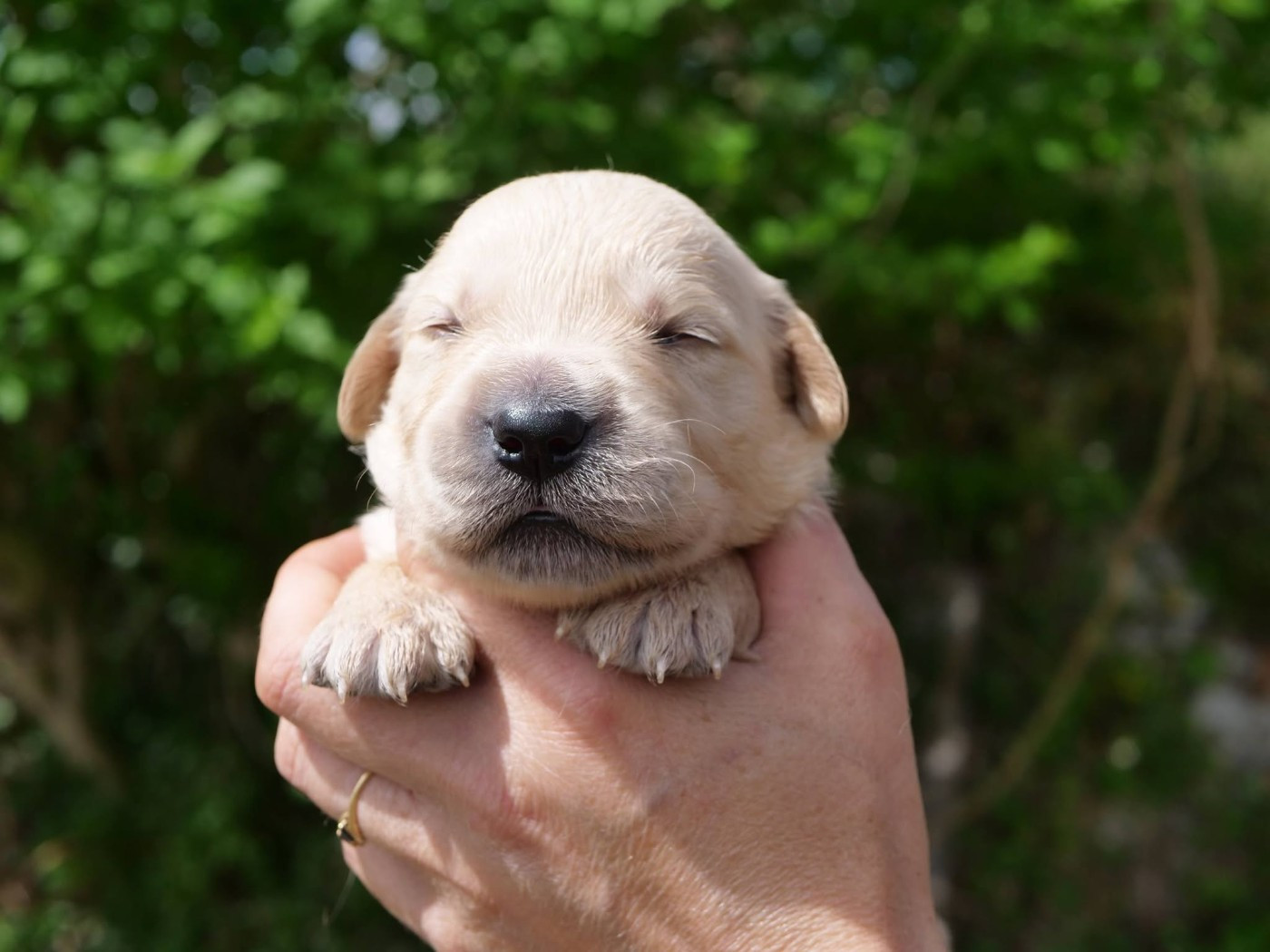 de la rivière d'opale - Chiots disponibles - Golden Retriever