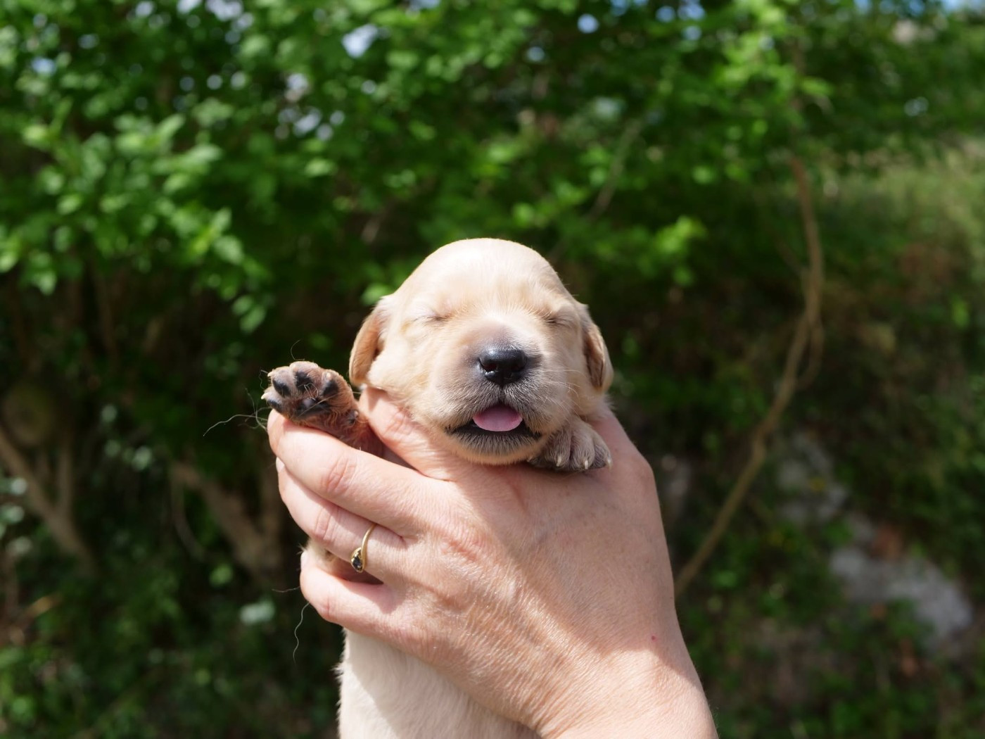 de la rivière d'opale - Chiots disponibles - Golden Retriever
