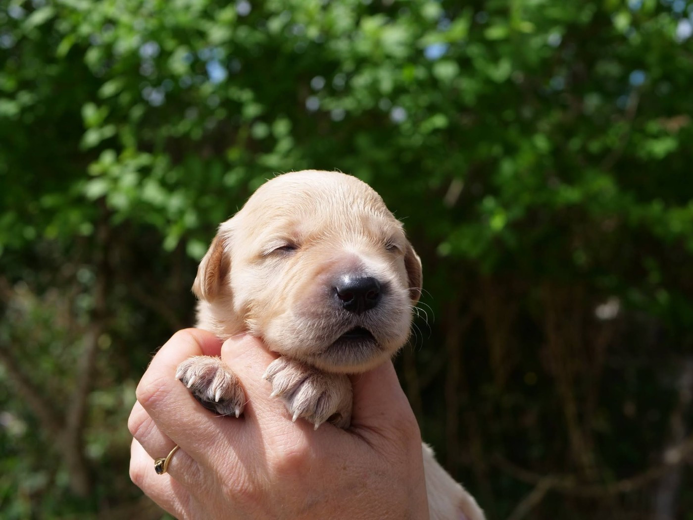 de la rivière d'opale - Chiots disponibles - Golden Retriever