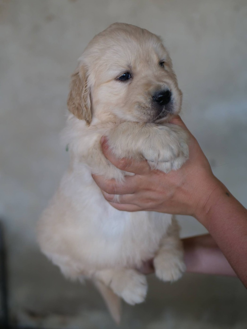 de la rivière d'opale - Chiots disponibles - Golden Retriever