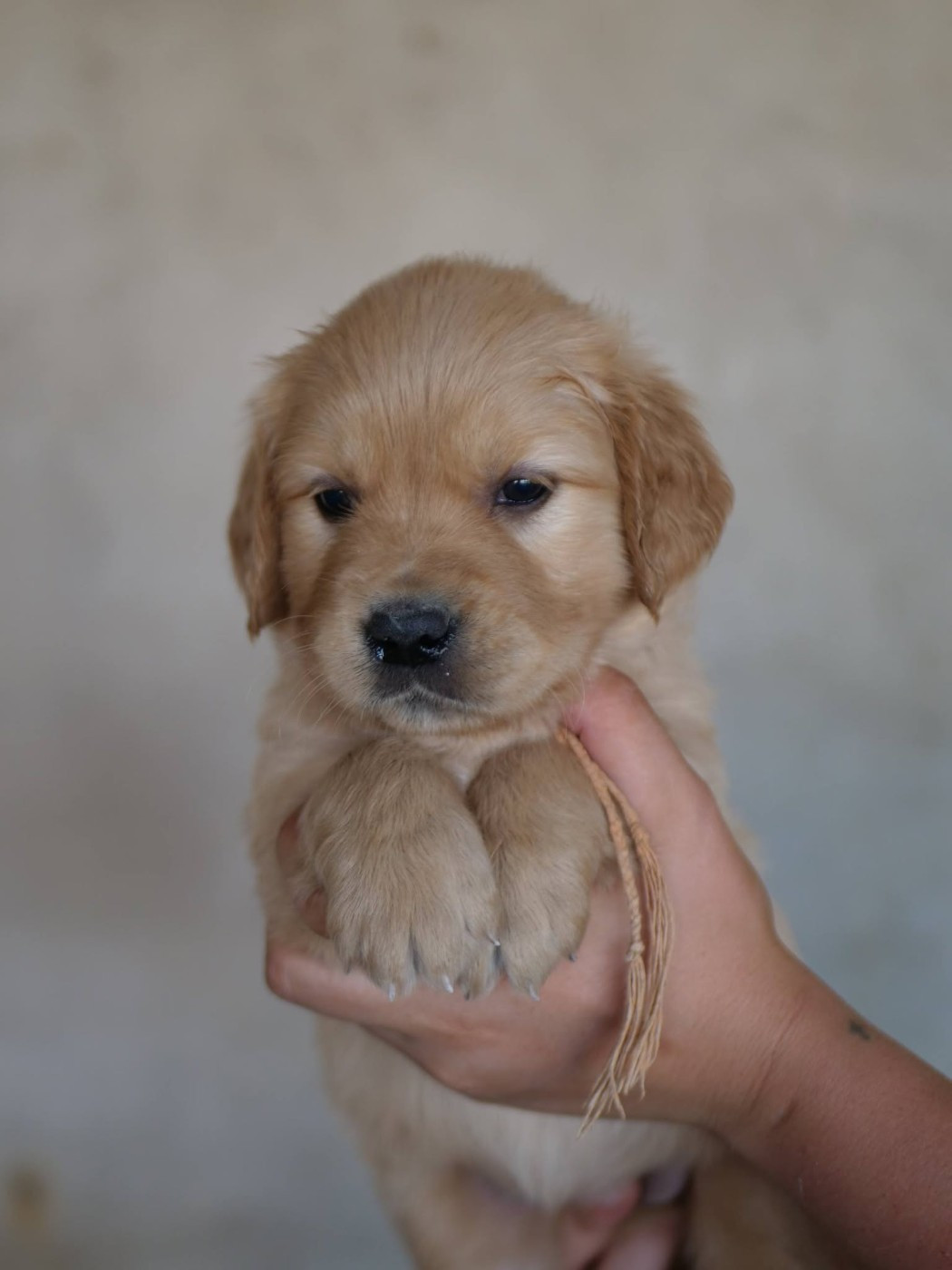 de la rivière d'opale - Chiots disponibles - Golden Retriever
