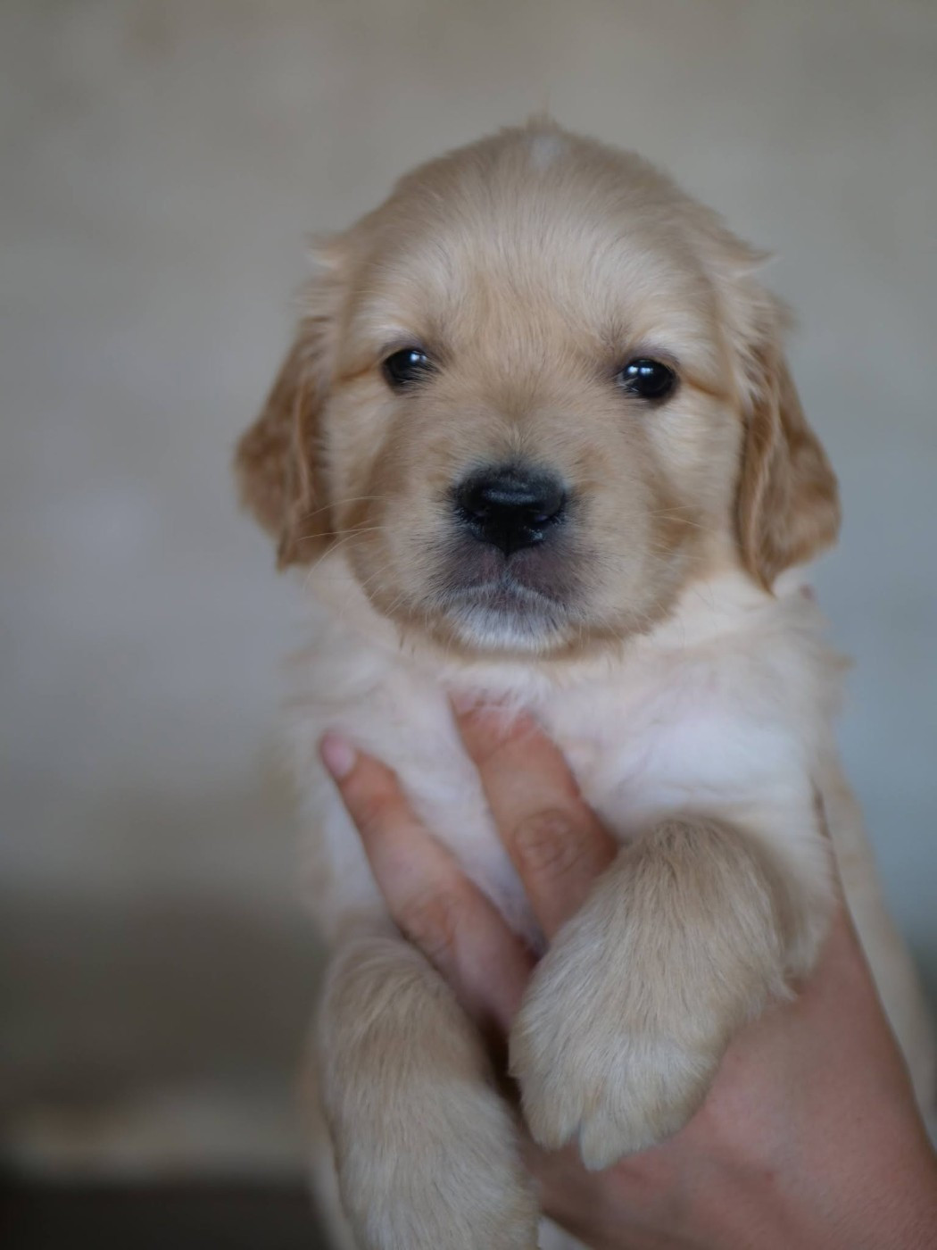 de la rivière d'opale - Chiots disponibles - Golden Retriever