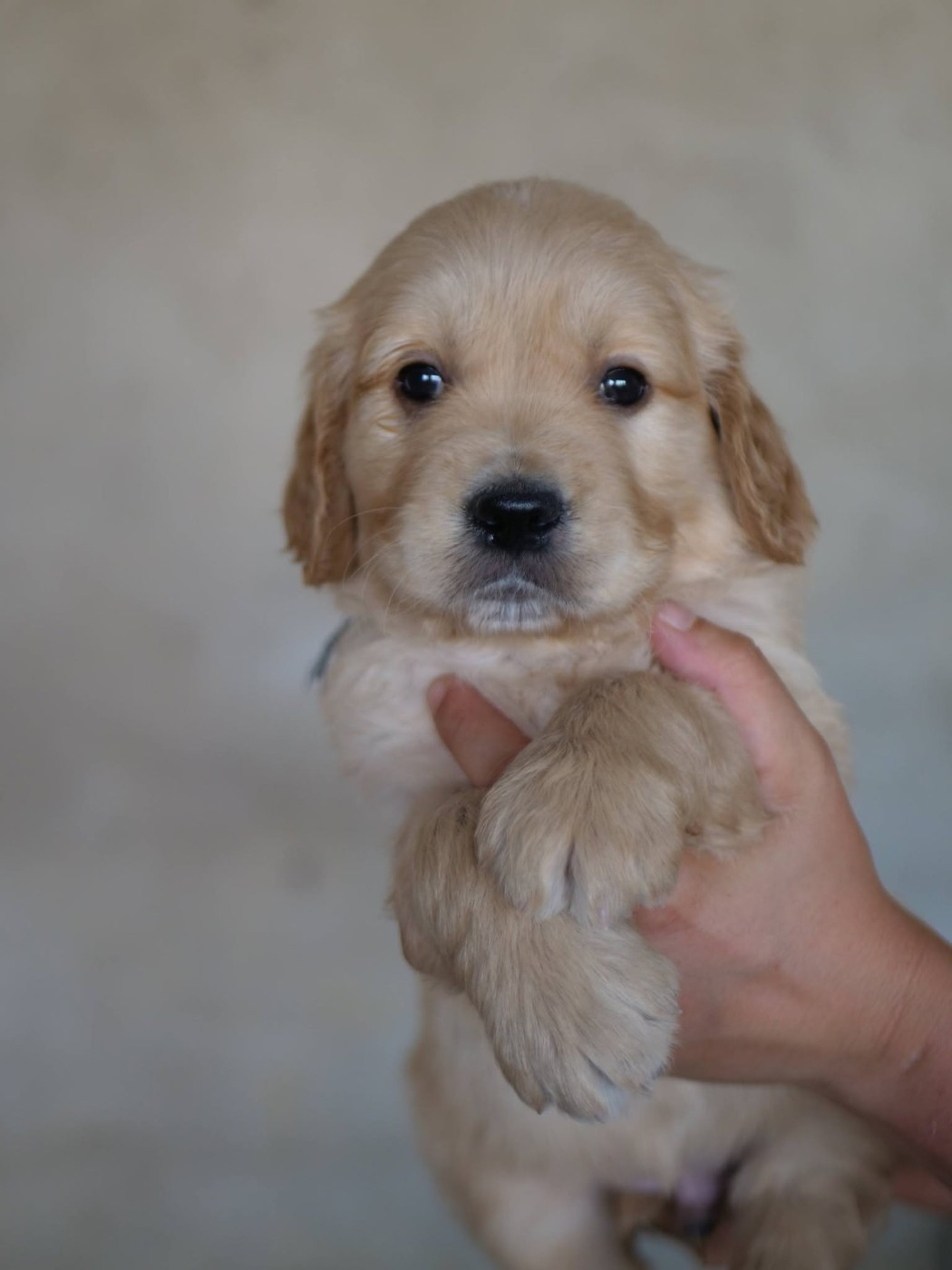 de la rivière d'opale - Chiots disponibles - Golden Retriever